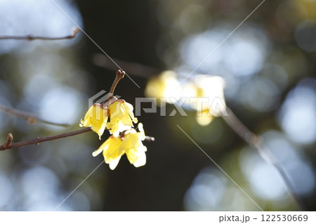 京都御苑の蝋梅 京都御苑の蝋梅 122530669