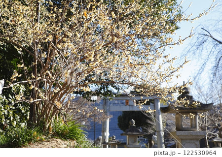 沙沙貴神社の蝋梅 122530964