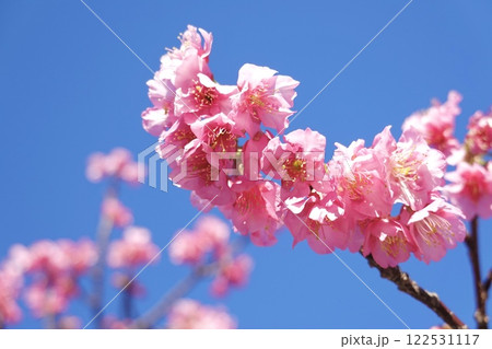 濃い桃色の土肥桜 濃い桃色の土肥桜 122531117