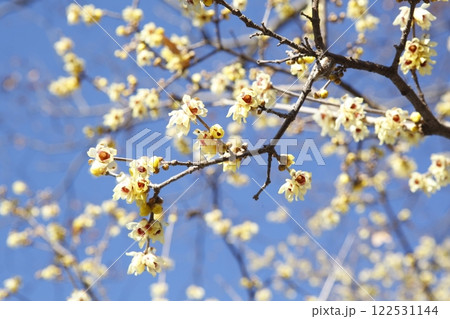 沙沙貴神社の蝋梅 122531144