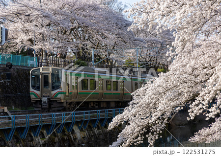 霞城公園の桜と仙山線E721系 122531275