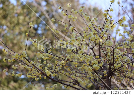 満開のロウバイ 122531427