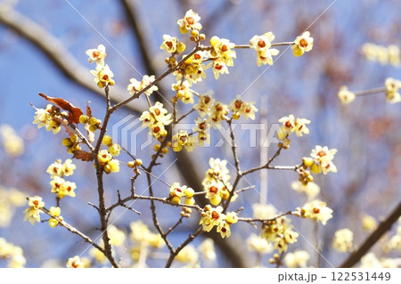 沙沙貴神社の蝋梅 122531449