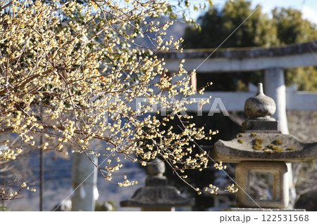 沙沙貴神社の蝋梅 122531568