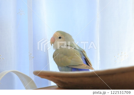 コザクラインコ 122531709