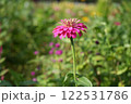 ダリア 122531786