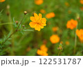 コスモス 122531787