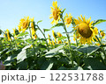 ひまわり 122531788