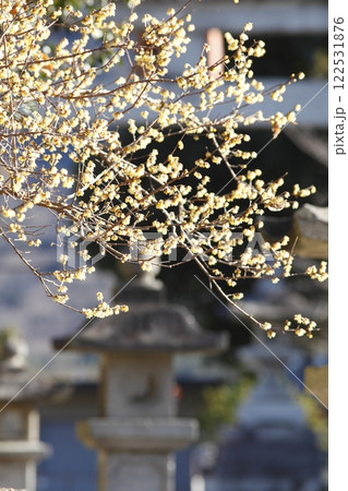 沙沙貴神社の蝋梅 122531876