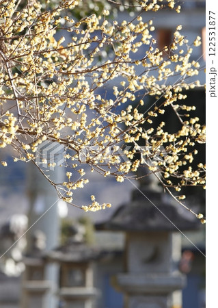 沙沙貴神社の蝋梅 沙沙貴神社の蝋梅 122531877