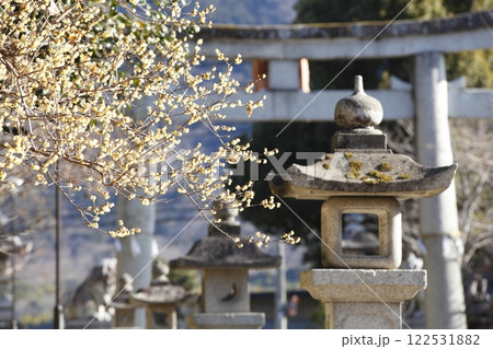 沙沙貴神社の蝋梅 122531882