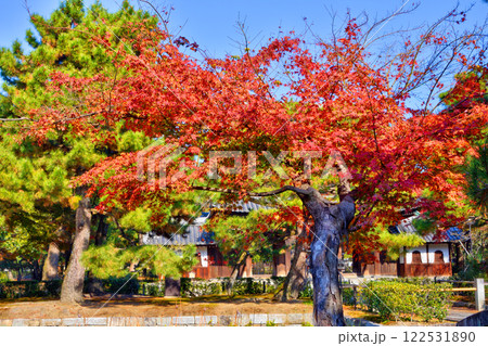 建仁寺の紅葉 122531890