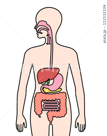 人間の消化器 122532104