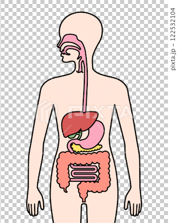 人間の消化器 122532104