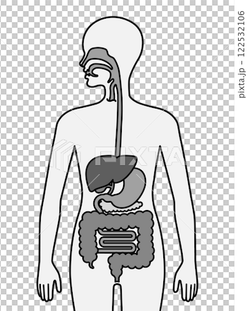 人體消化系統 人體消化系統 122532106