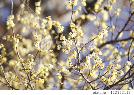 沙沙貴神社の蝋梅 122532112
