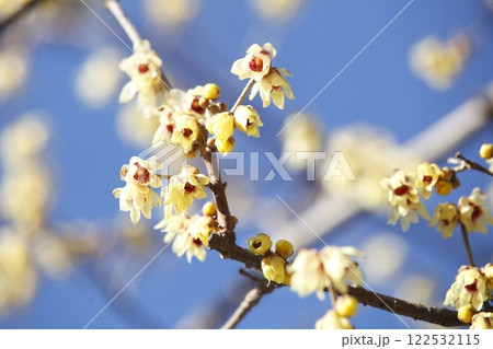 沙沙貴神社の蝋梅 122532115