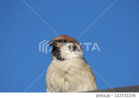 首を傾げるスズメ 122532256