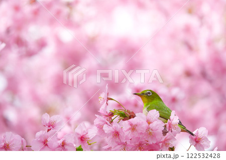 河津桜・・28 122532428