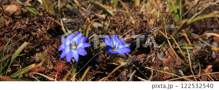 Pretty blue flowers growing in the Everest National Park, Nepal. Pretty blue flowers growing in the Everest National Park, Nepal. 122532540
