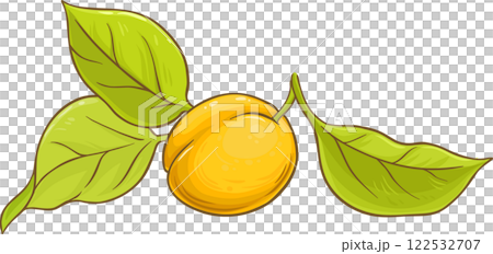 Apricot Fruit with Leaves Colored Illustration. 122532707