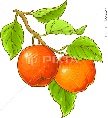 apple branch isolated colored illustration 122532711