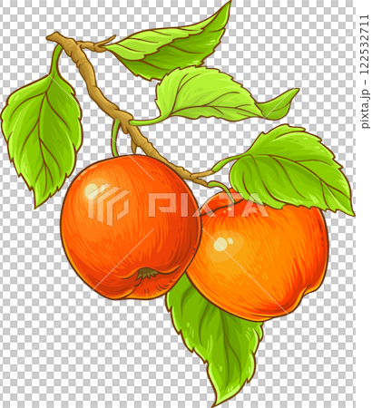 apple branch isolated colored illustration 122532711