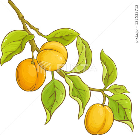 Apricot Branch with Fruits and Leaves Colored Detailed Illustration. 122532712