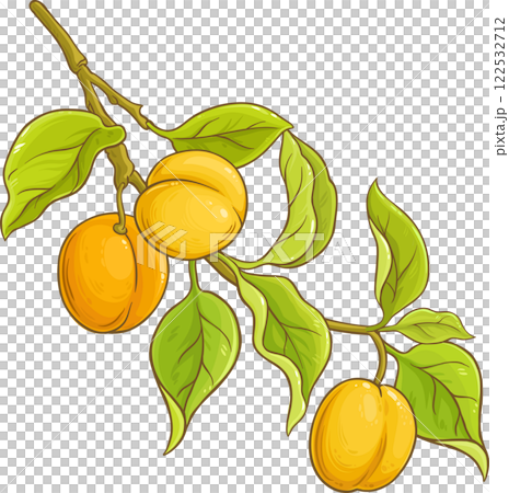 Apricot Branch with Fruits and Leaves Colored Detailed Illustration. 122532712