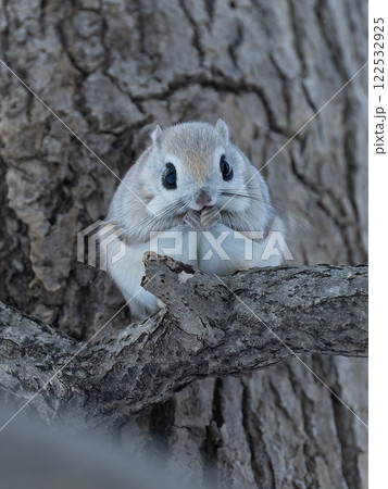 北海道　エゾモモンガ　小動物　哺乳類　かわいい 122532925