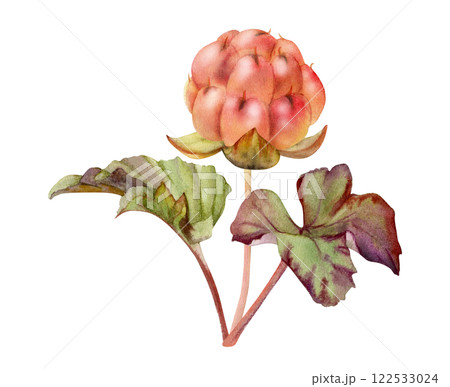Cloudberry raspberry with green leaves on stem, hand drawn in watercolor, red ripe Scandinavian forest berry. Isolated botanical illustration for dessert cafe menu, restaurant, wedding, farmers market Cloudberry raspberry with green leaves on stem, hand drawn in watercolor, red ripe Scandinavian forest berry. Isolated botanical illustration for dessert cafe menu, restaurant, wedding, farmers market 122533024