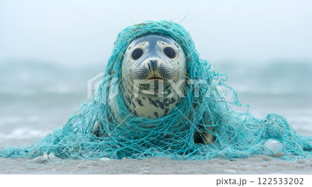 Close up photo of a harbour seal entangled in fishing net in water. Plastic net that kills marine animals. Pollution on marine environments, wildlife. 122533202