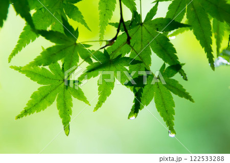雨に濡れた紅葉 122533288