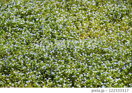 群生するオオイヌノフグリ 122533317