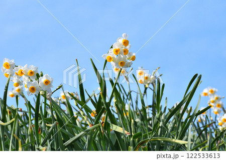 野母崎のスイセン、水仙 122533613