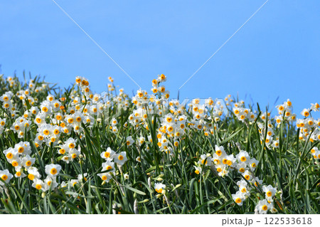 野母崎のスイセン、水仙 122533618