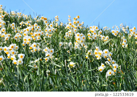 野母崎のスイセン、水仙 122533619