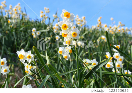 野母崎のスイセン、水仙 122533623