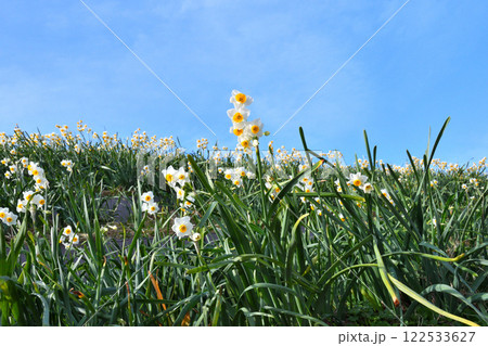 野母崎のスイセン、水仙 野母崎のスイセン、水仙 122533627
