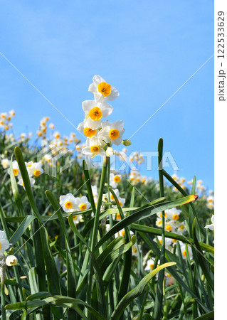 野母崎のスイセン、水仙 122533629