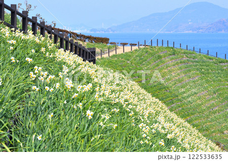 野母崎のスイセン、水仙 122533635