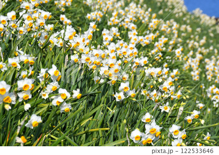 野母崎のスイセン、水仙 122533646