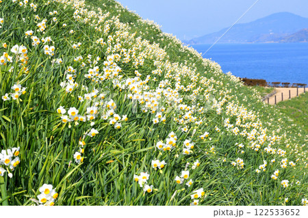 野母崎のスイセン、水仙 野母崎のスイセン、水仙 122533652