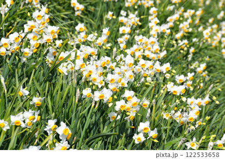 野母崎のスイセン、水仙 122533658