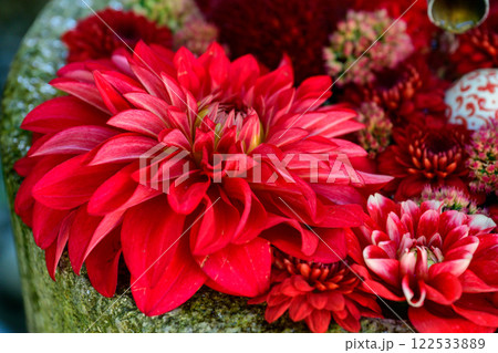 ダリア 122533889