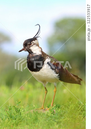 Crested northern lapwing during spring Crested northern lapwing during spring 122533917