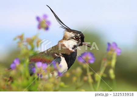 Crested northern lapwing during spring 122533918