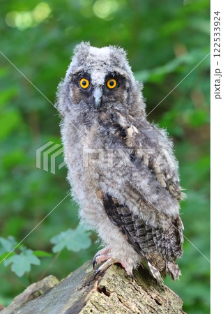 Beutiful long eared baby owl 122533924