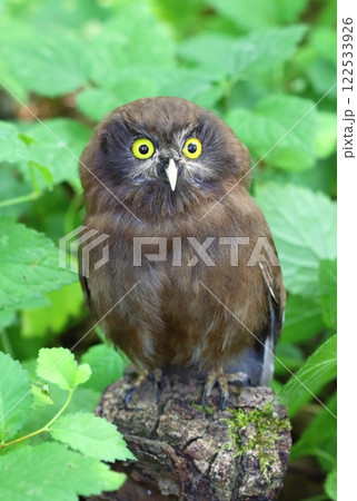 Cute boreal owl baby in forest 122533926