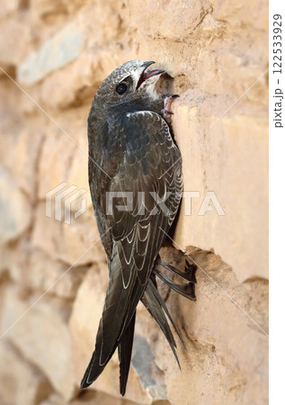 Beautiful common swift bird on wall sitting 122533929